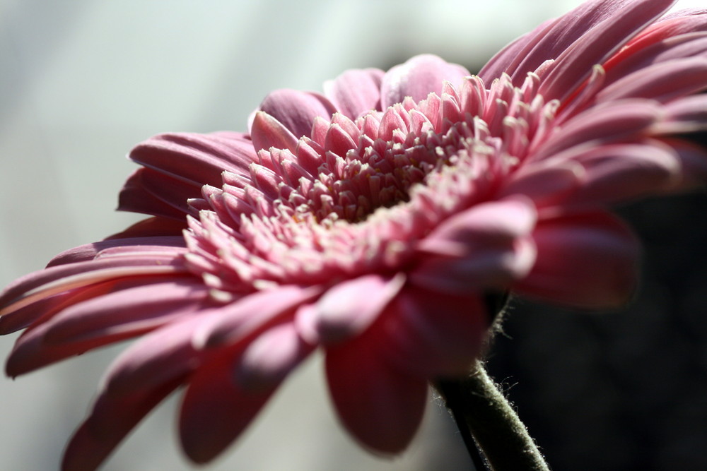 Gerbera 1