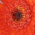 Gerbera 1