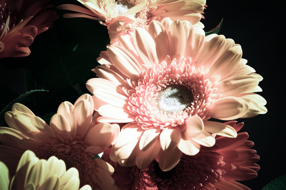 Gerbera 1