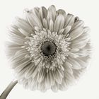 Gerbera 1