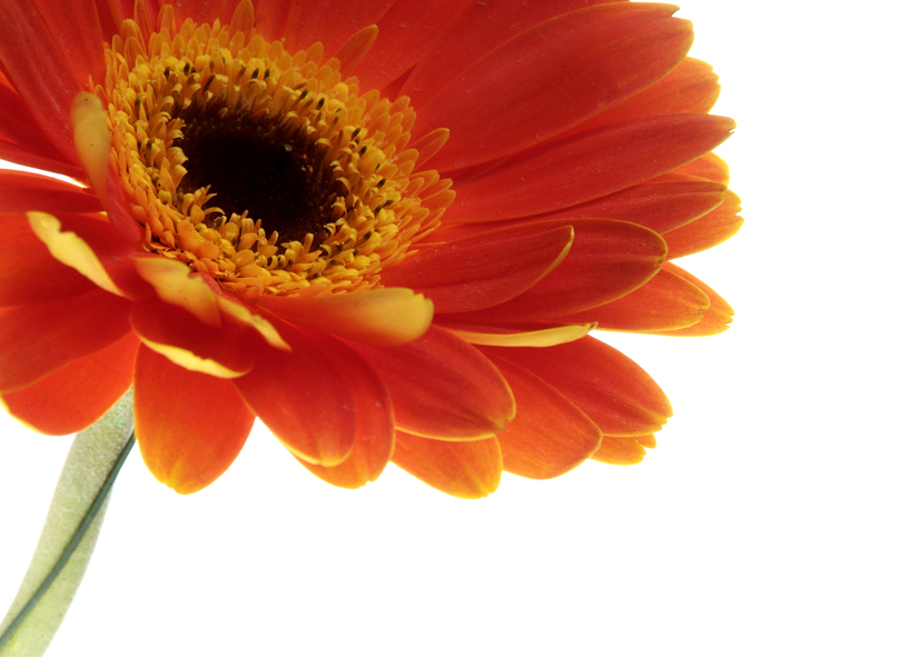 Gerbera 1