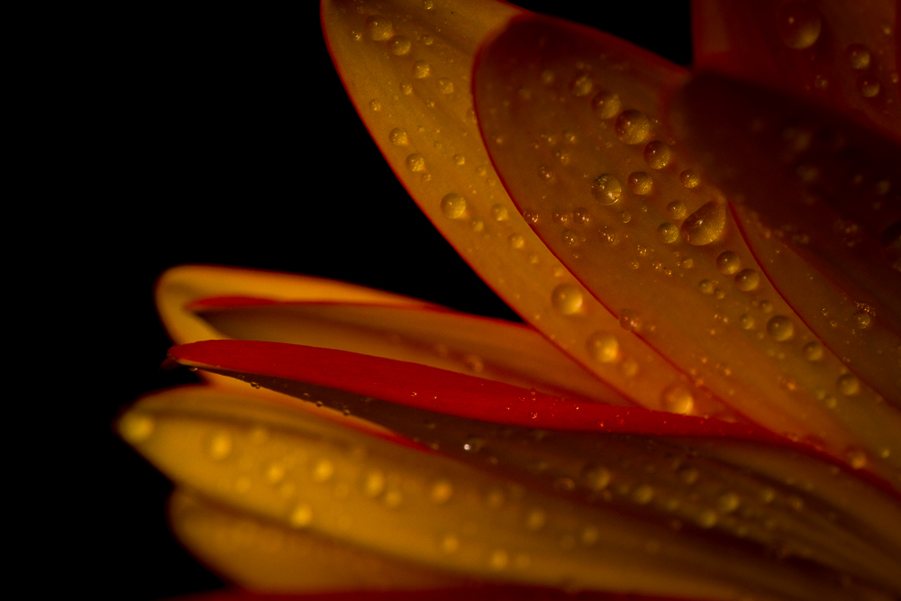 Gerbera 1