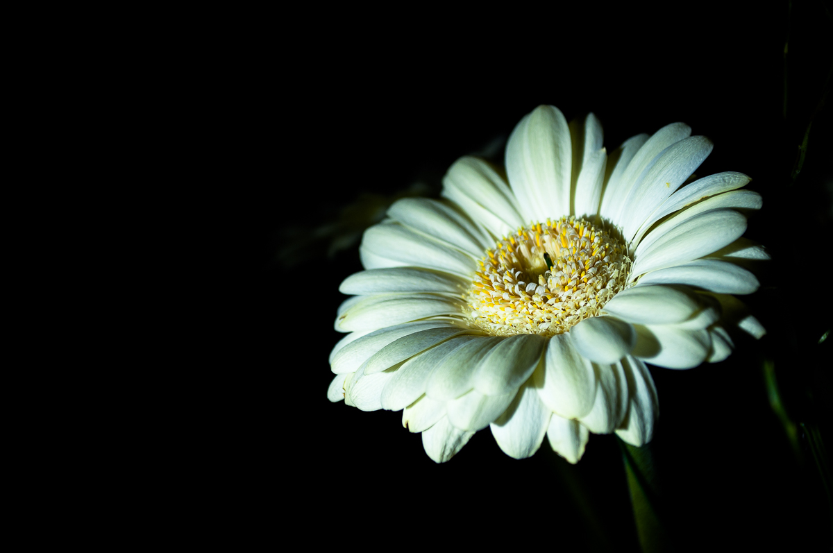 Gerbera 1