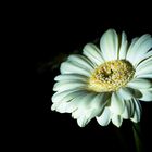 Gerbera 1