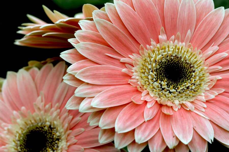 Gerbera 1