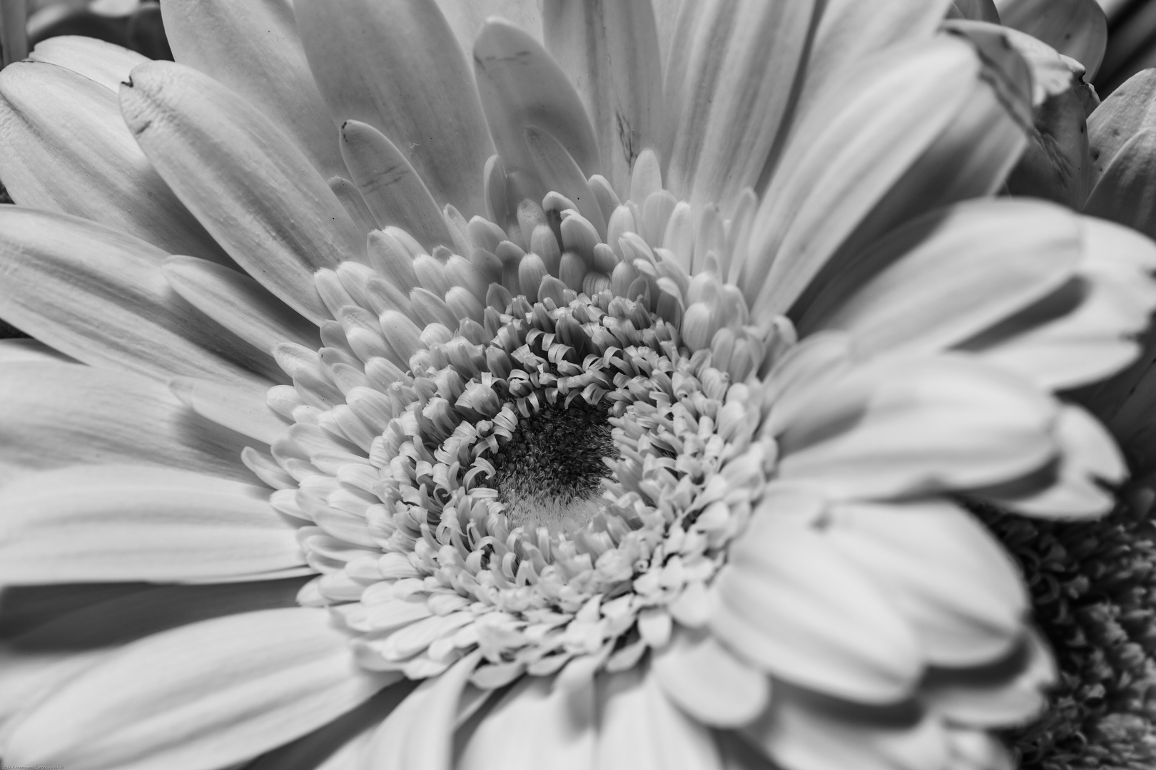 Gerbera #1