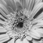 Gerbera #1