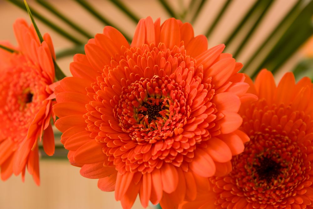 Gerbera 1