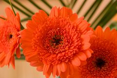 Gerbera 1