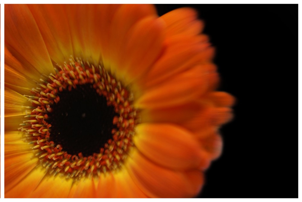 Gerbera 1