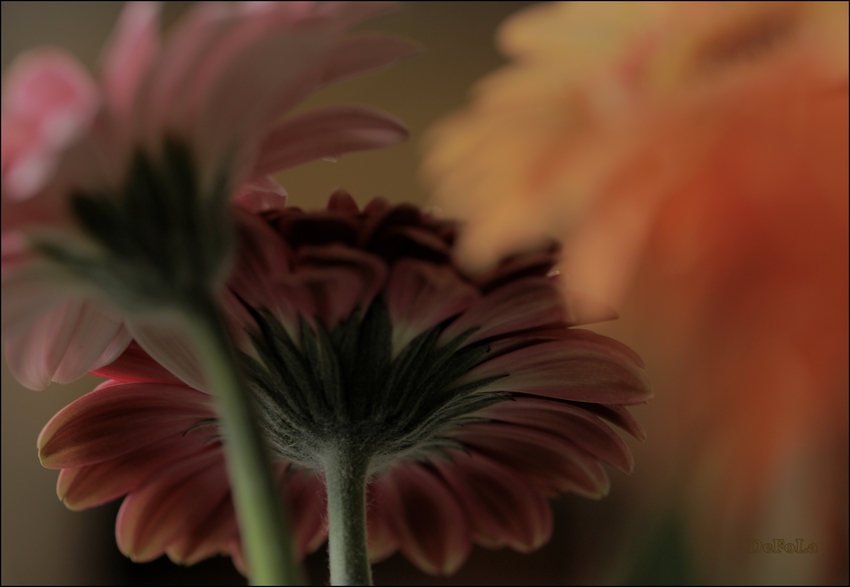 Gerbera (1)