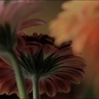 Gerbera (1)