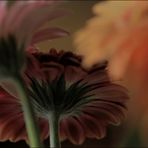 Gerbera (1)