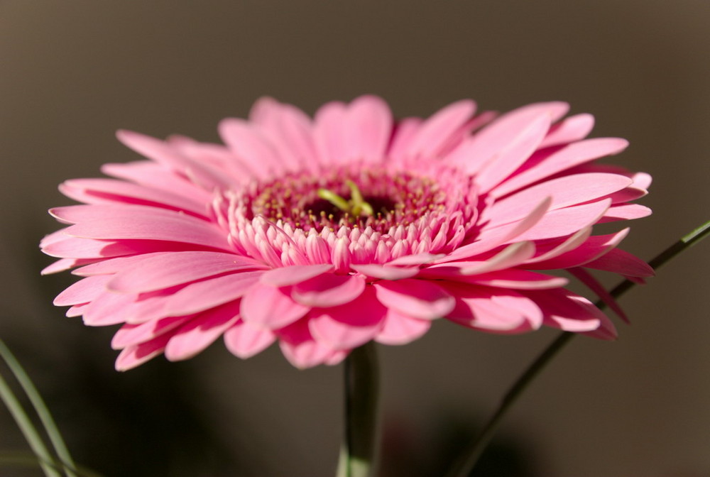 Gerbera 1