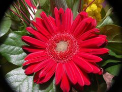 Gerbera