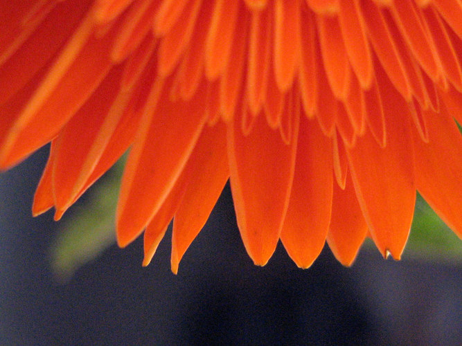 Gerbera