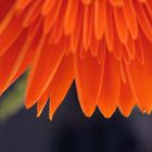 Gerbera