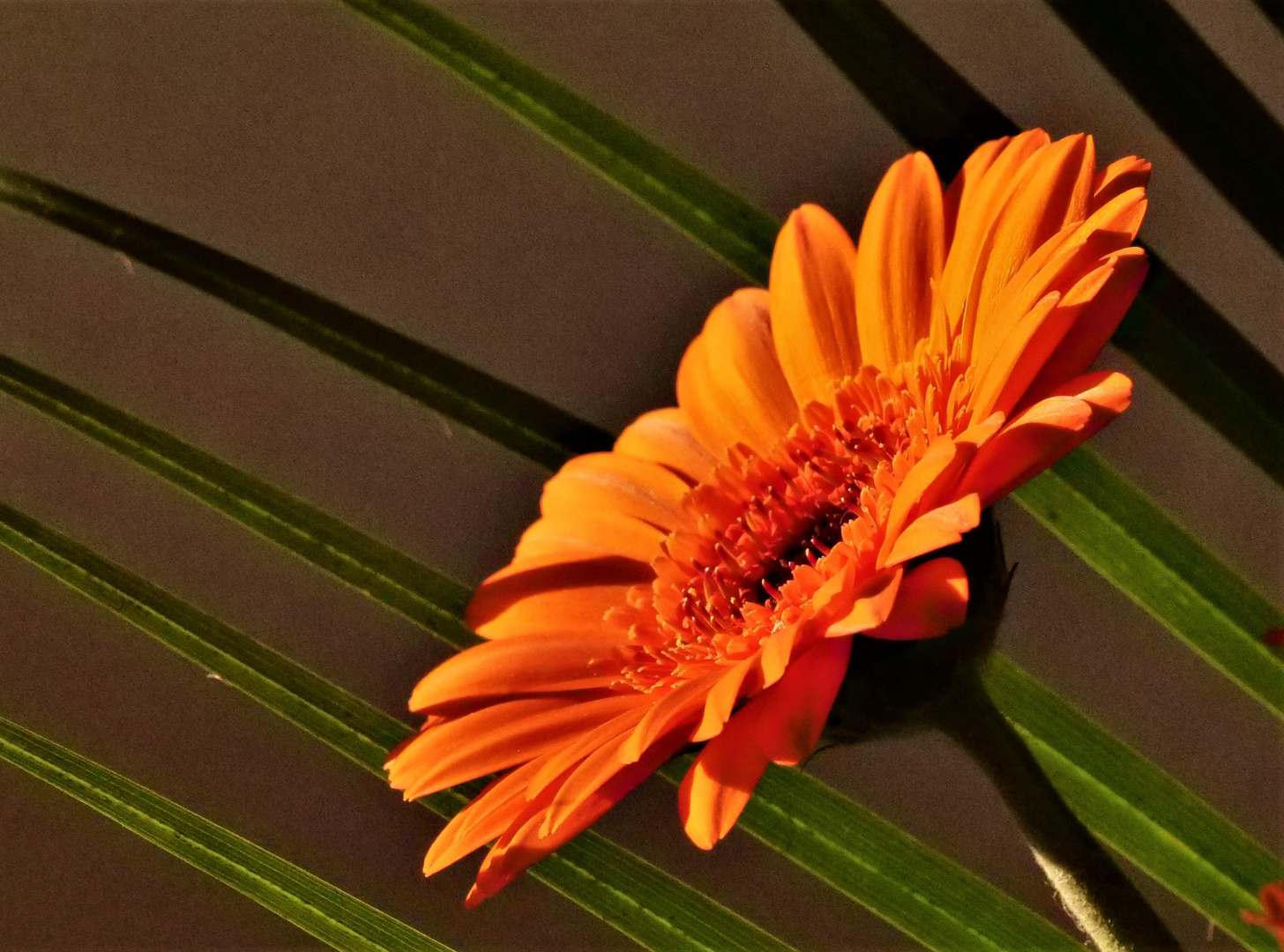 Gerbera