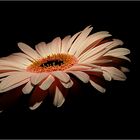 Gerbera