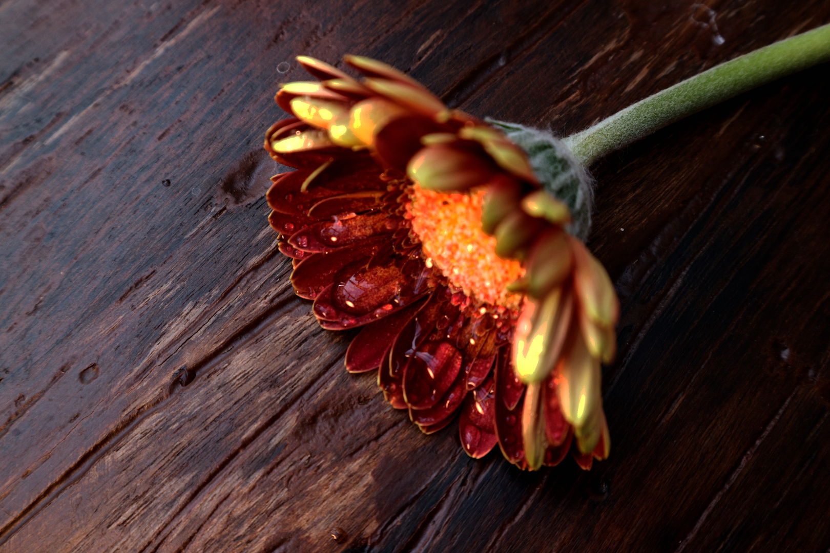 Gerbera 