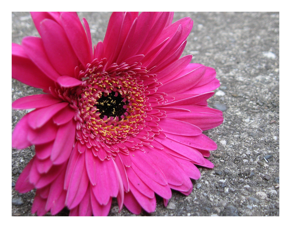 Gerbera