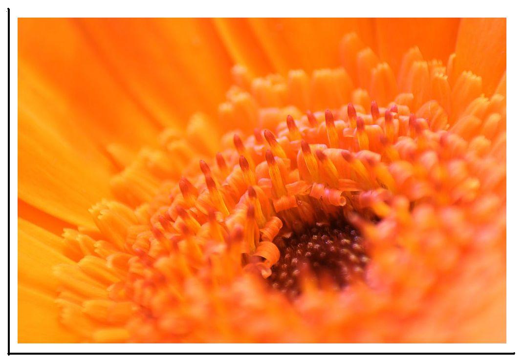 Gerbera