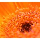 Gerbera