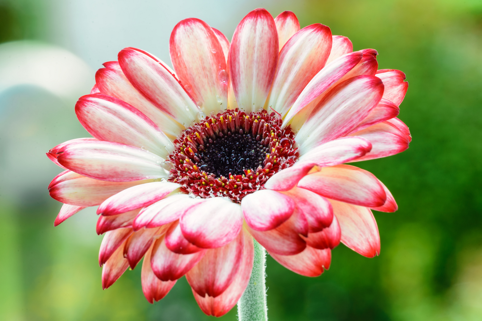 Gerbera