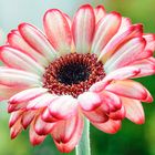 Gerbera