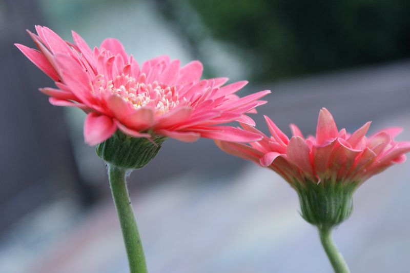 Gerbera