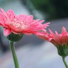 Gerbera