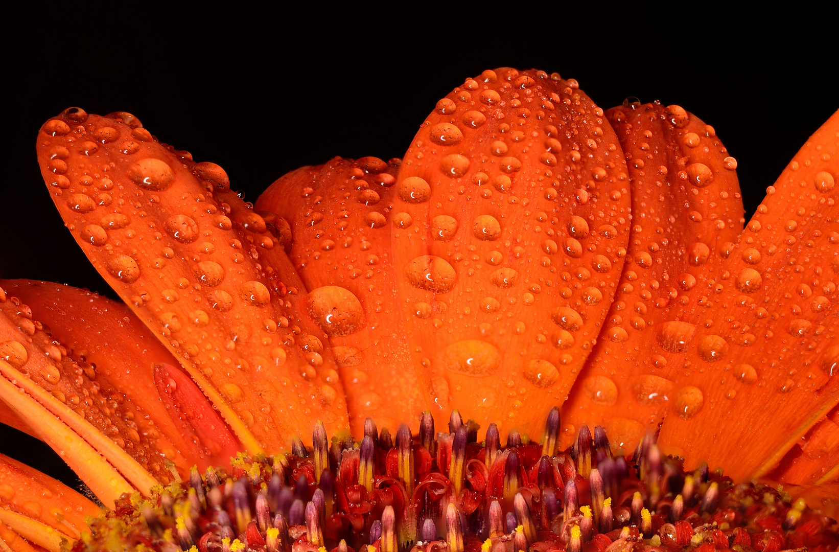 Gerbera