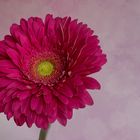 Gerbera 