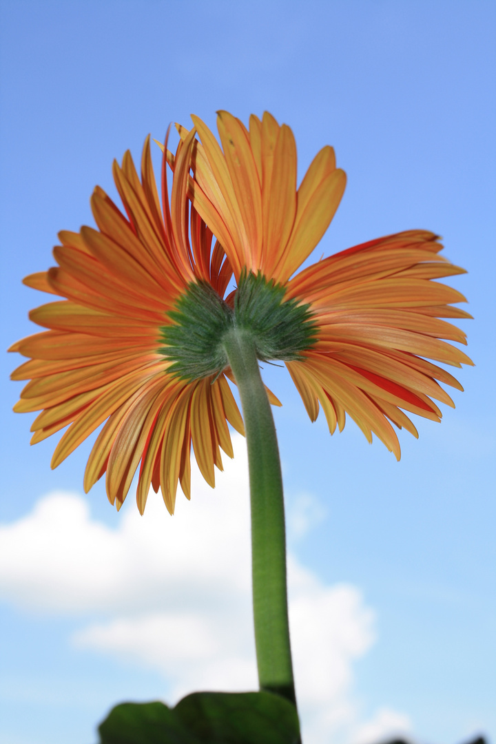 Gerbera