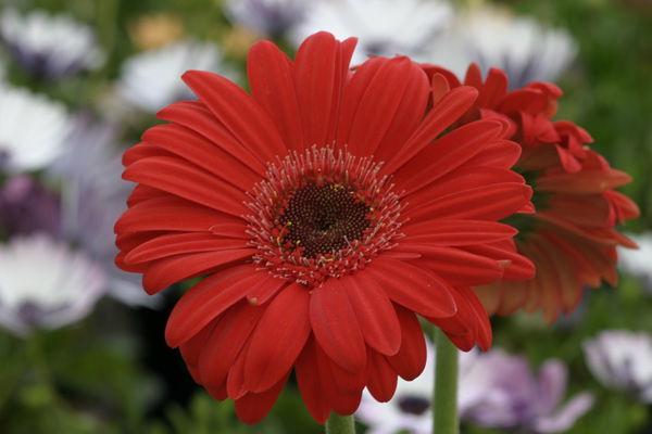 gerbera