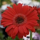 gerbera