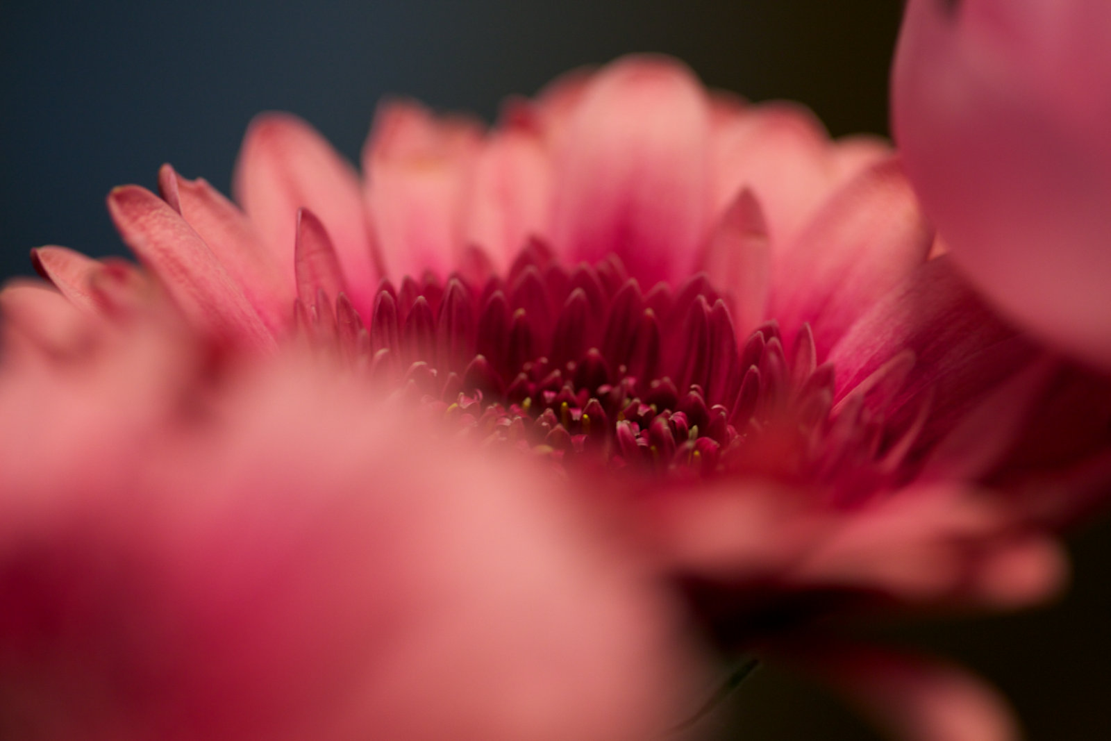 Gerbera