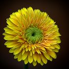 ******Gerbera*****