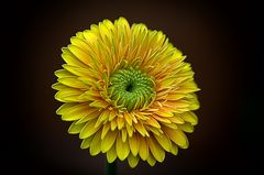 ******Gerbera*****