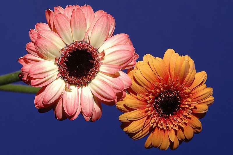 **gerbera**