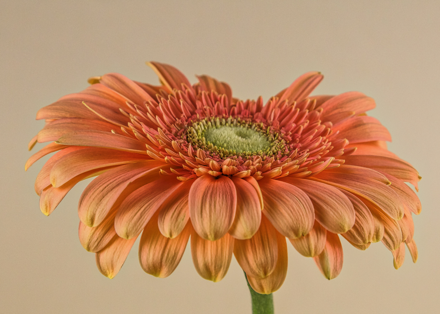 Gerbera