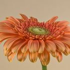 Gerbera