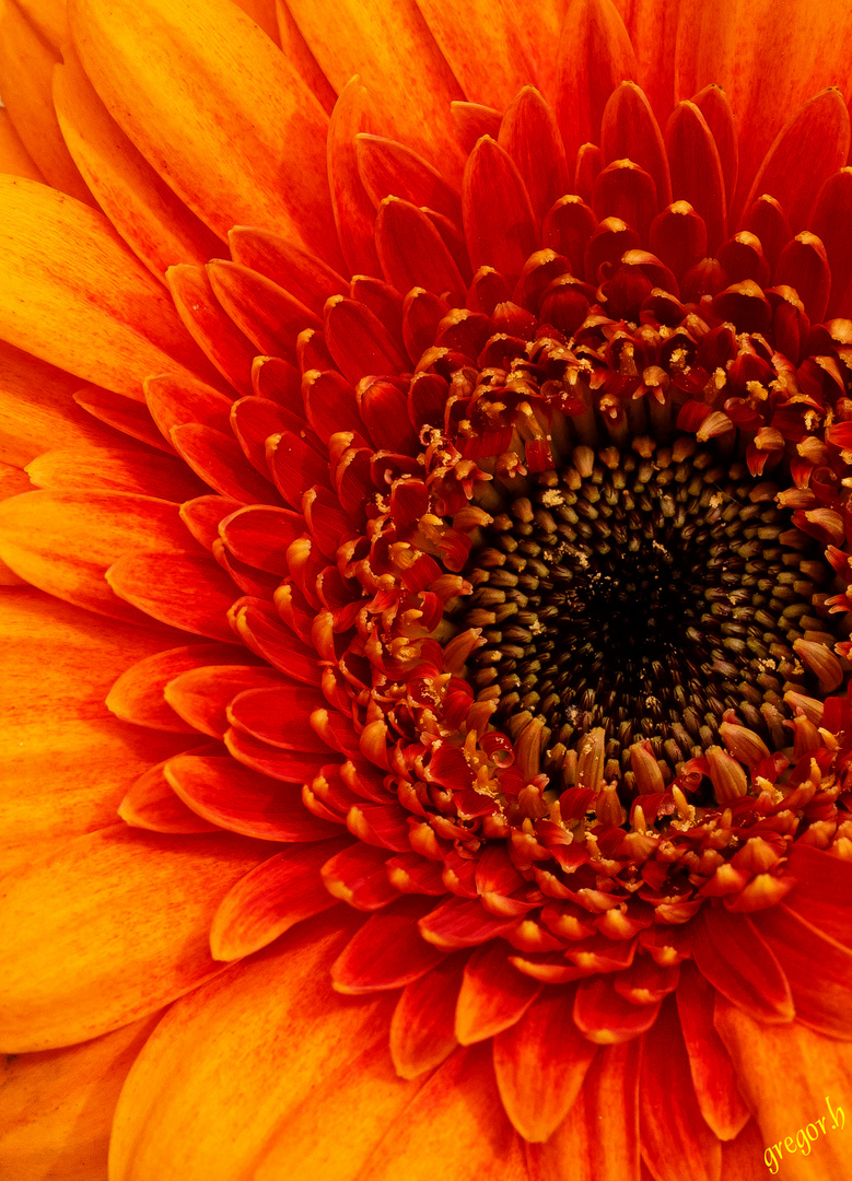 Gerbera :)