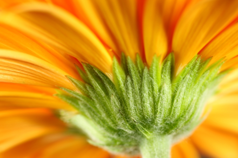 GERBERA