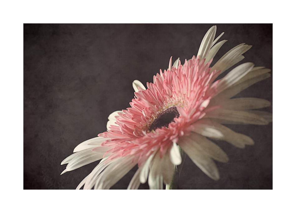 Gerbera