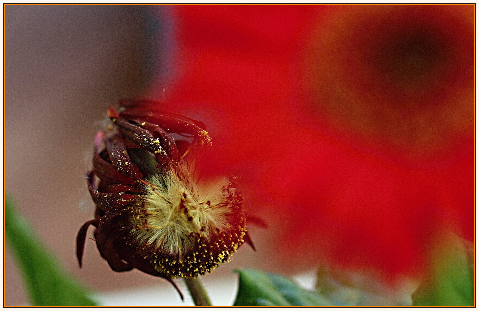 Gerbera......