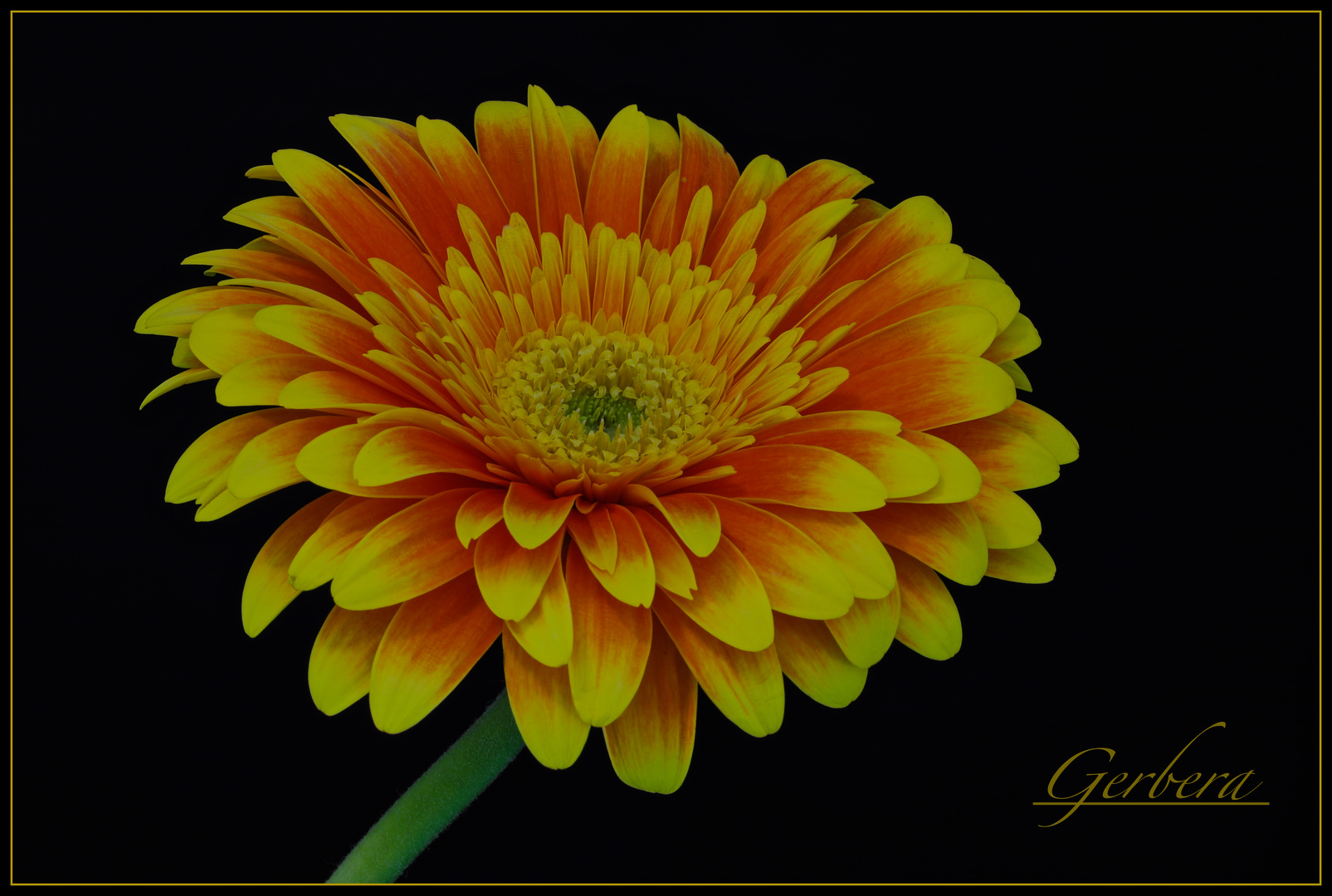 Gerbera