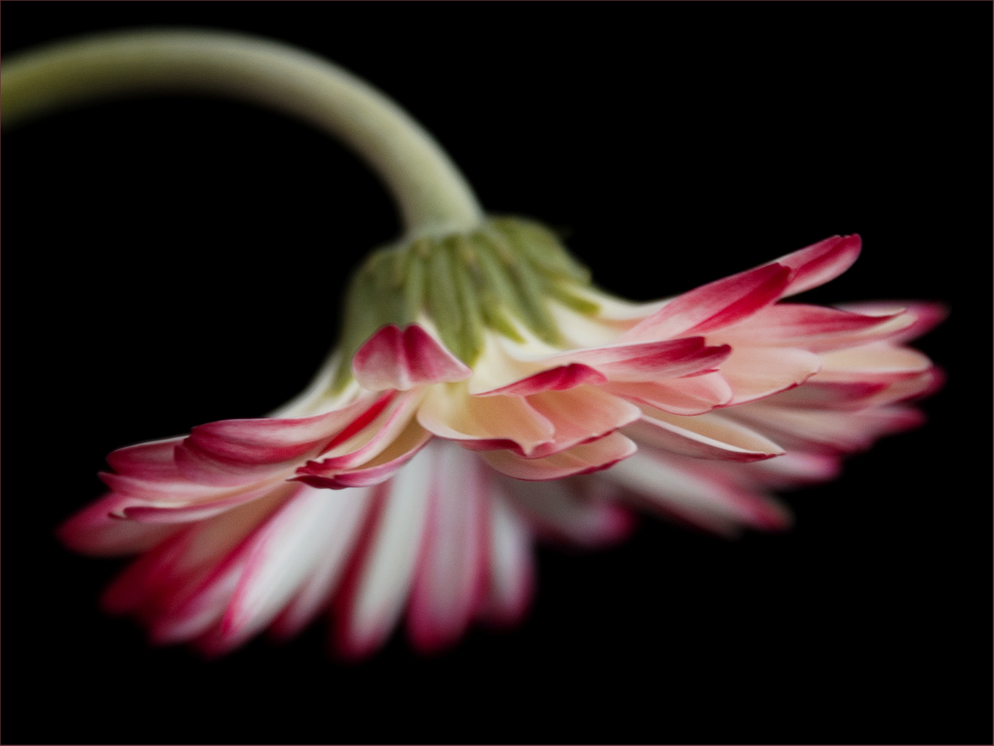 Gerbera