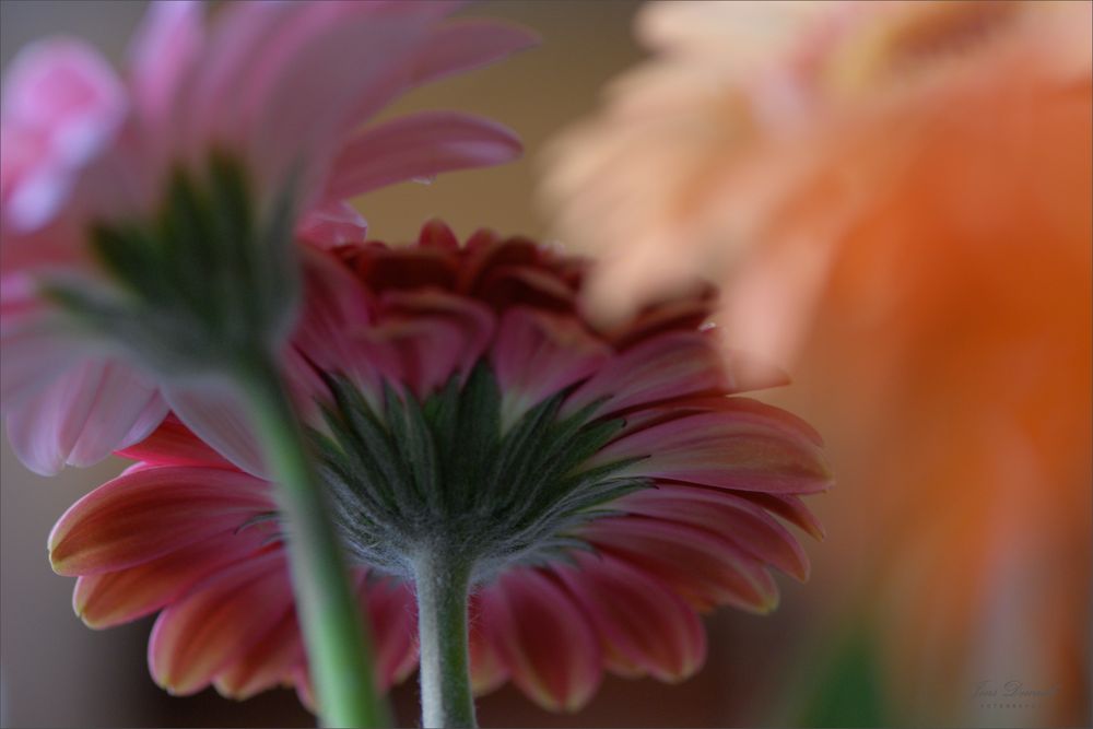 Gerbera 