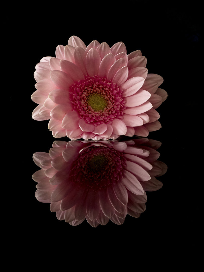 Gerbera